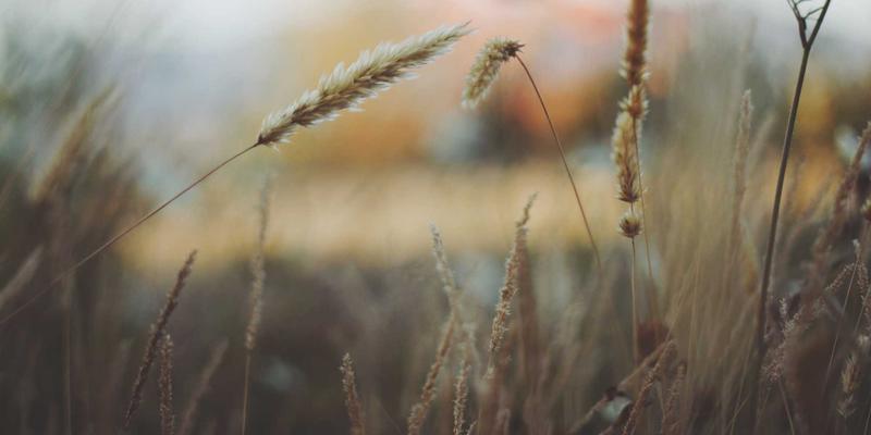 青岛社区团购平台如何通过个性化礼品定制，以地域特色增强用户粘性与归属感